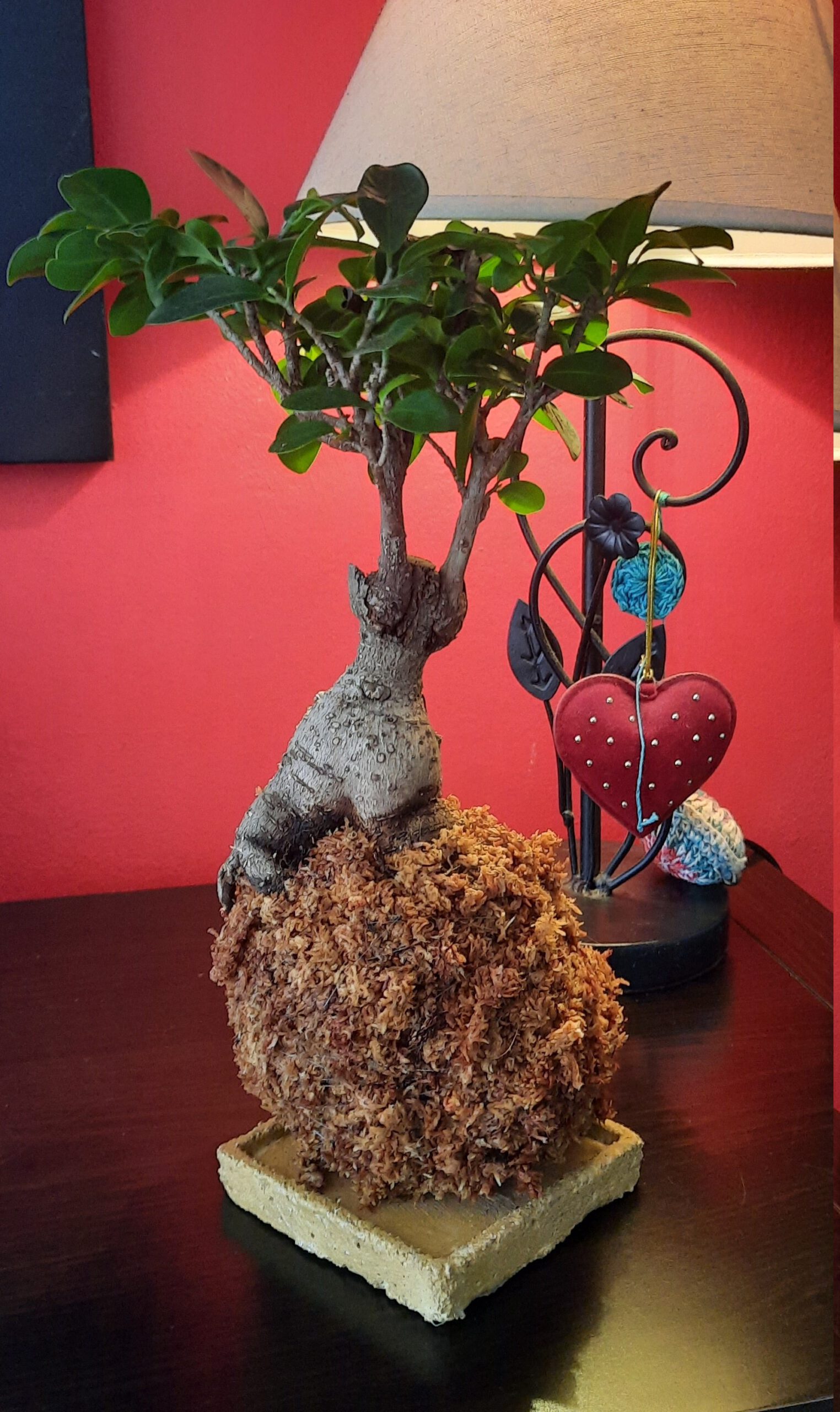 Ficus Bonsai Kokedama