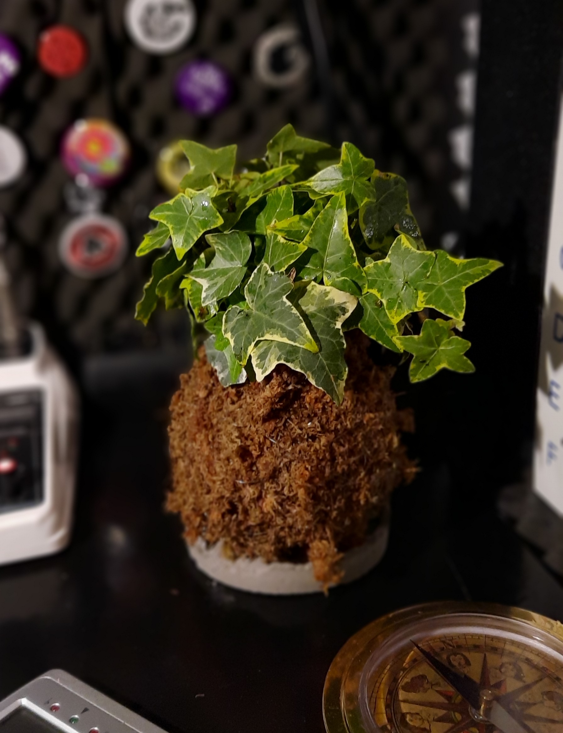 Kokedama Hiedra