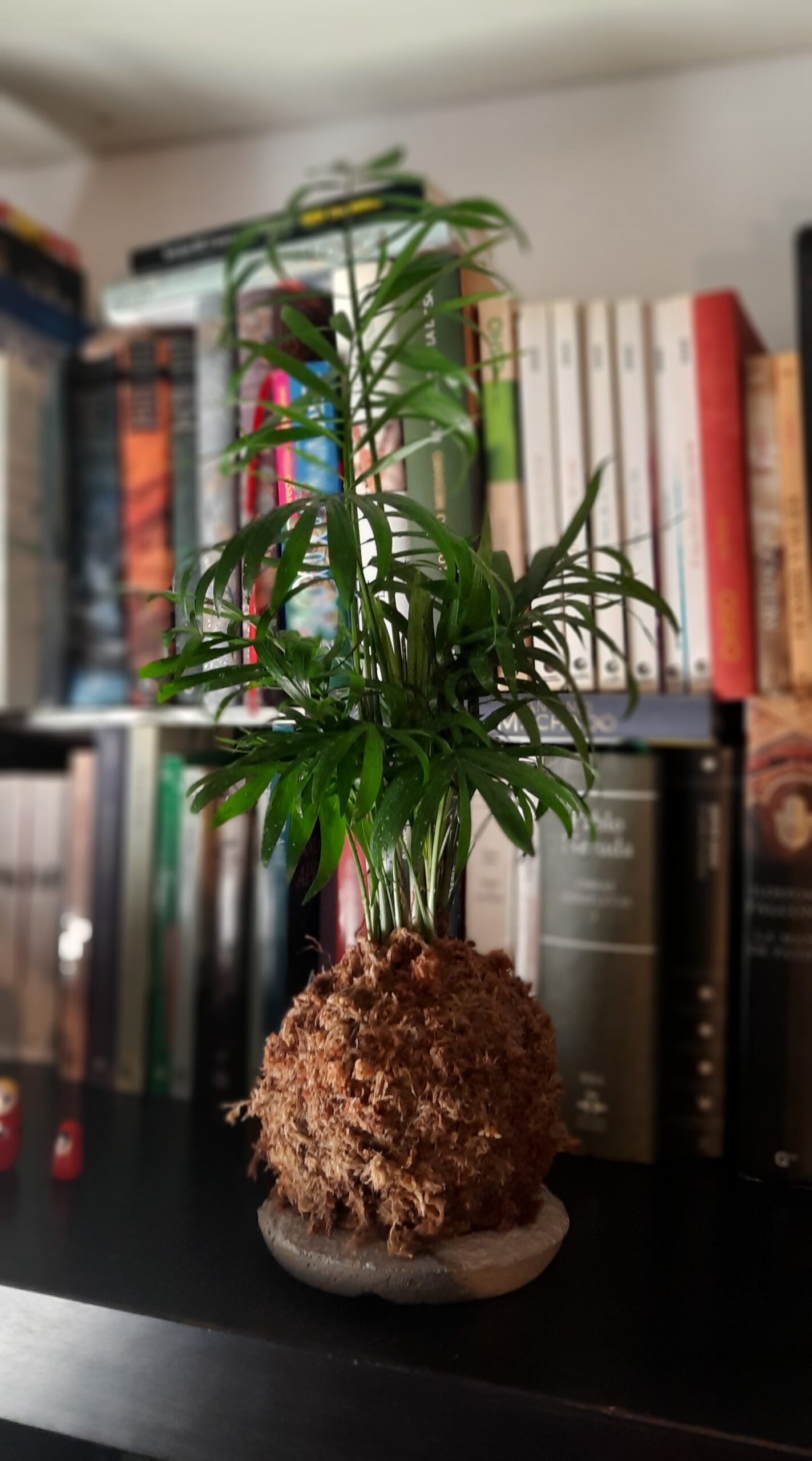 Kokedama Chamaedorea