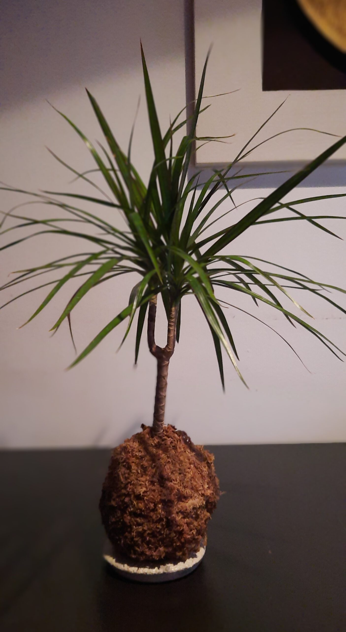 Kokedama Dracaena