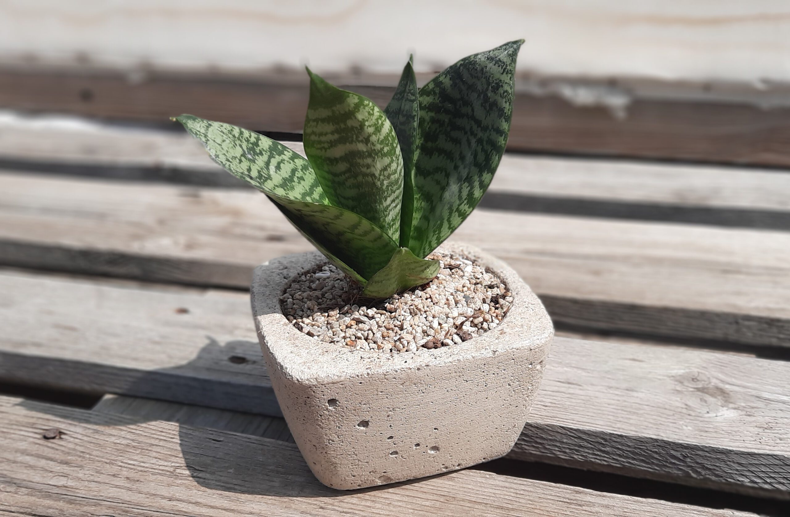 Sansevieria 