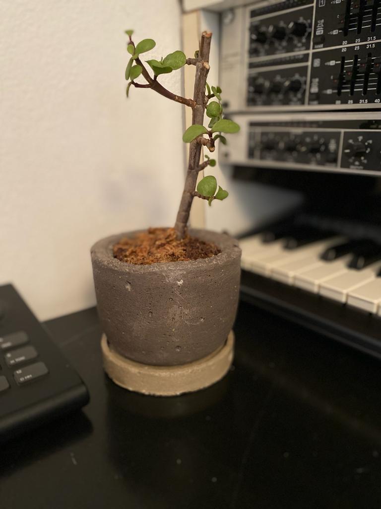 Maceta de Portulacaria