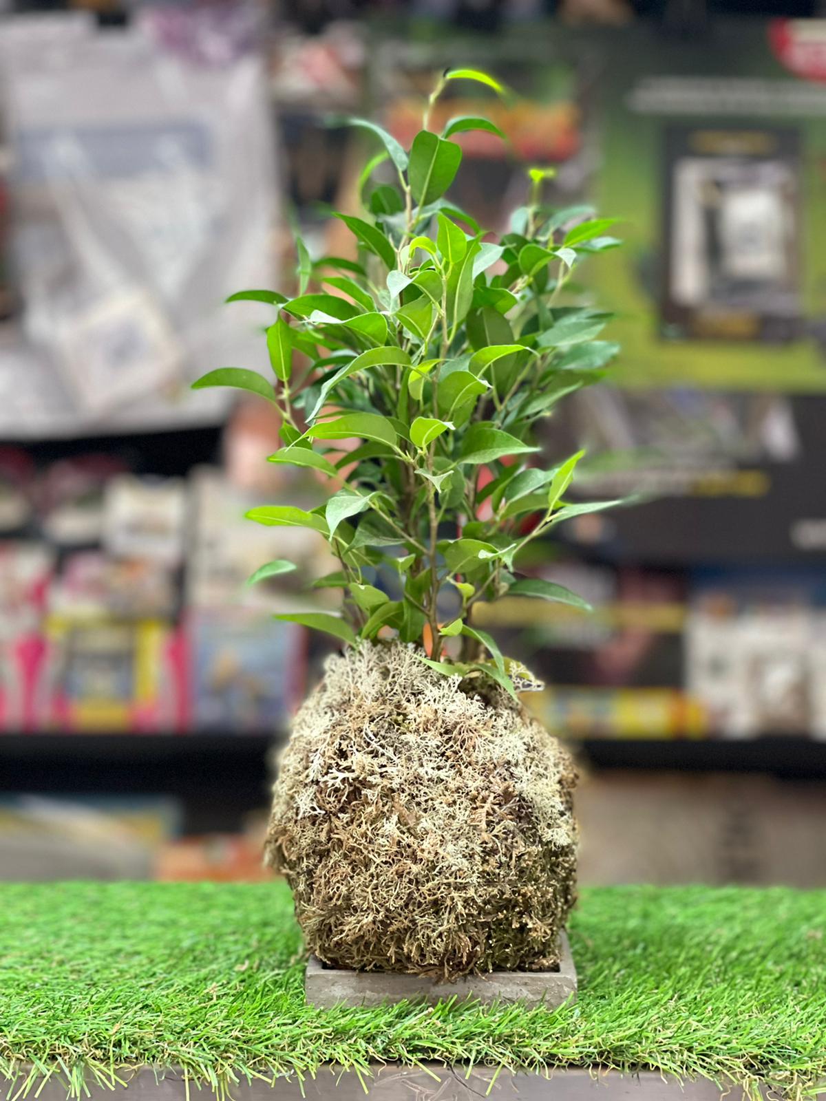 Kokedama Ficus